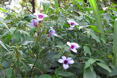 Barleria involucrata var. elata